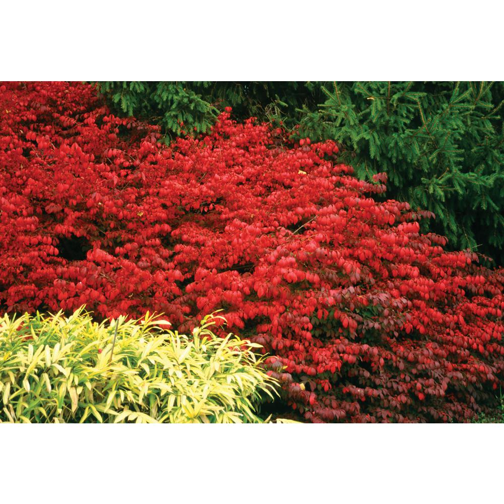FL turn red in fall, Kathleen shrubs that