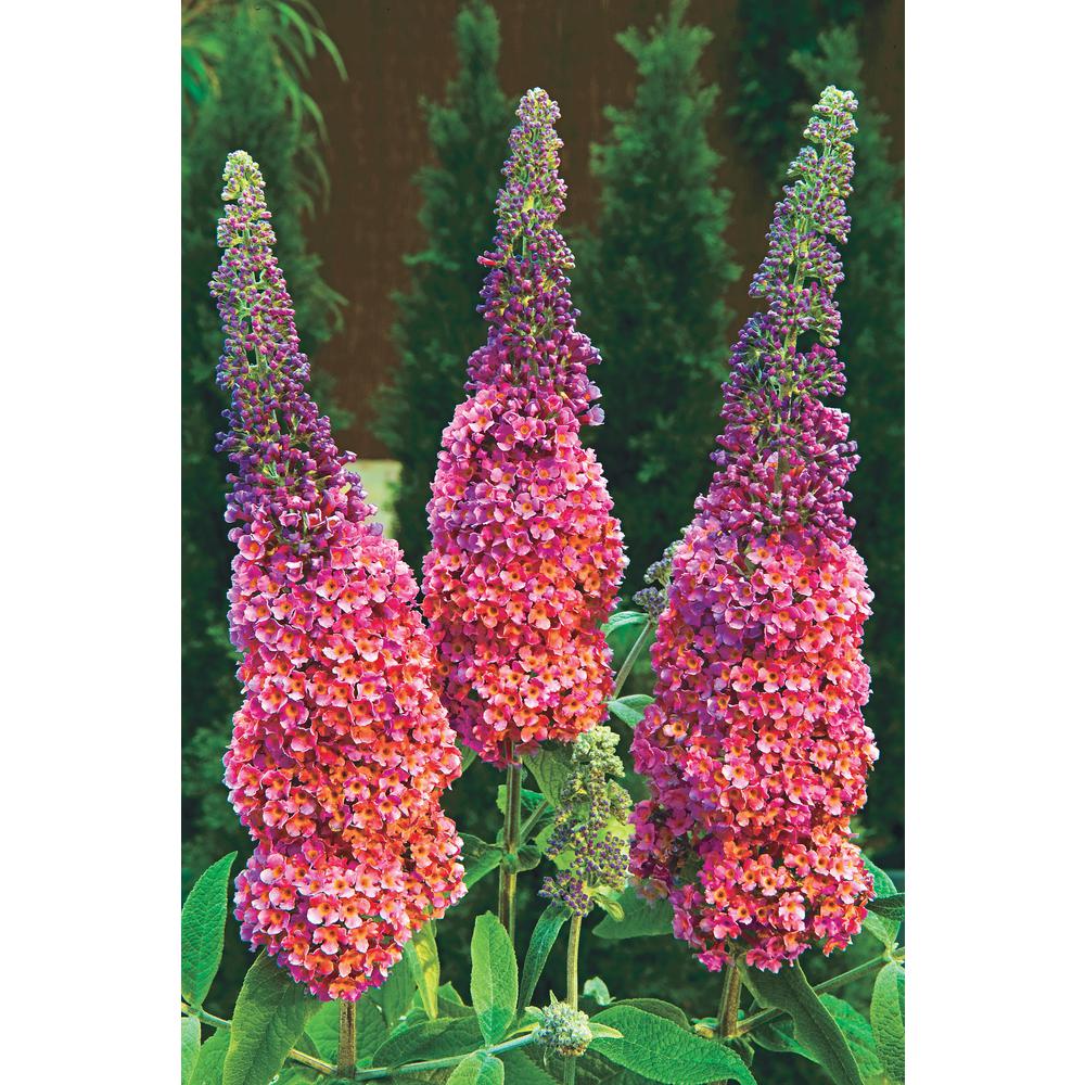 Spring Hill Nurseries 4 In. Pot Rainbow Butterfly Bush (Buddleia) Multicolor Flowering Perennial