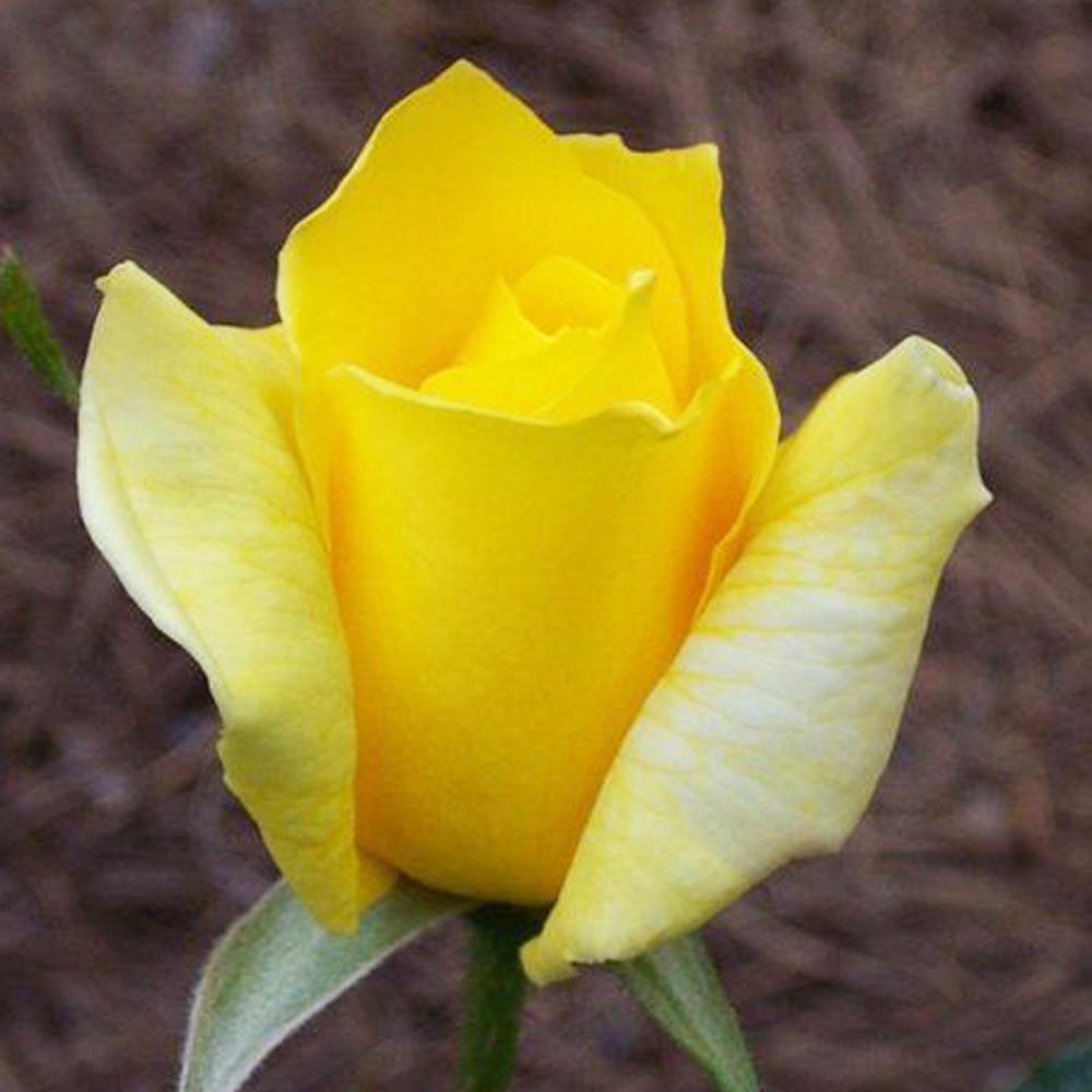 Mea Nursery All-Time Favorites Summer Sunshine Hybrid Tea Rose with Yellow Flowers was $25.98 now $10.49 (60.0% off)