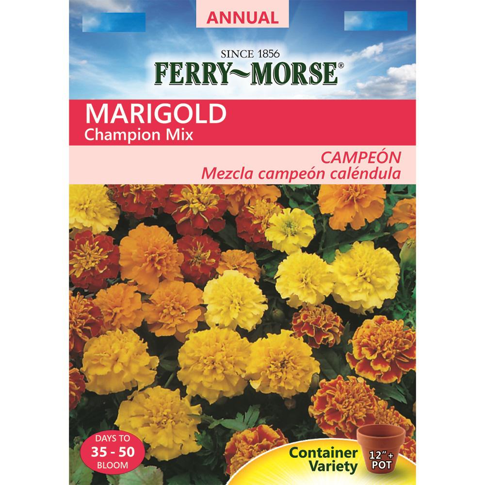 FerryMorse Marigold Champion Mix Seed9505 The Home Depot