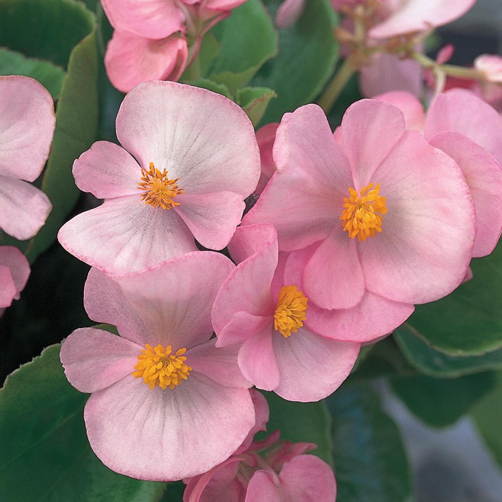 1.38 Pt. Green Leaf Pink Begonia Plant-73886 - The Home Depot