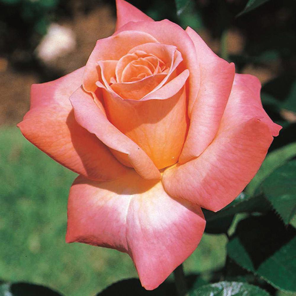 Mea Nursery Fragrant Arizona Grandiflora Rose With Orange Blend Flowers was $27.98 now $11.49 (59.0% off)