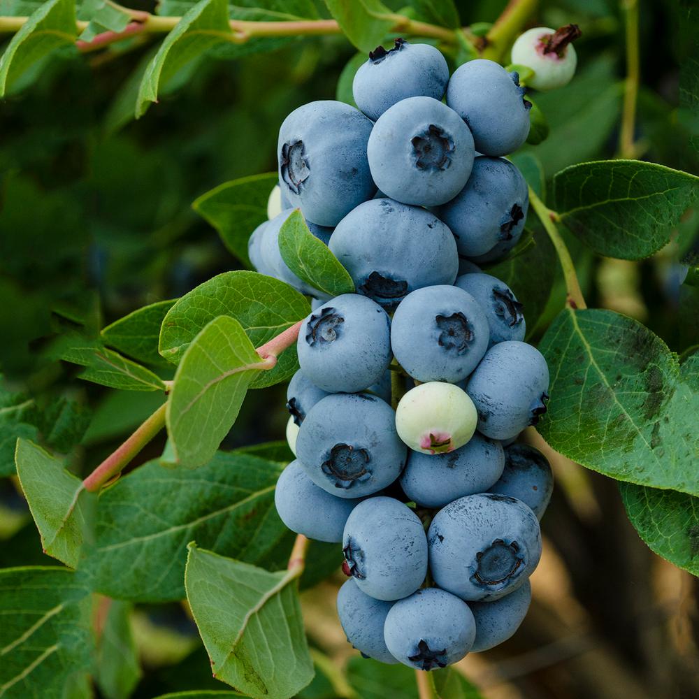 Gurney�s 1 Gal. Legacy Blueberry (Vaccinium) Live Fruiting