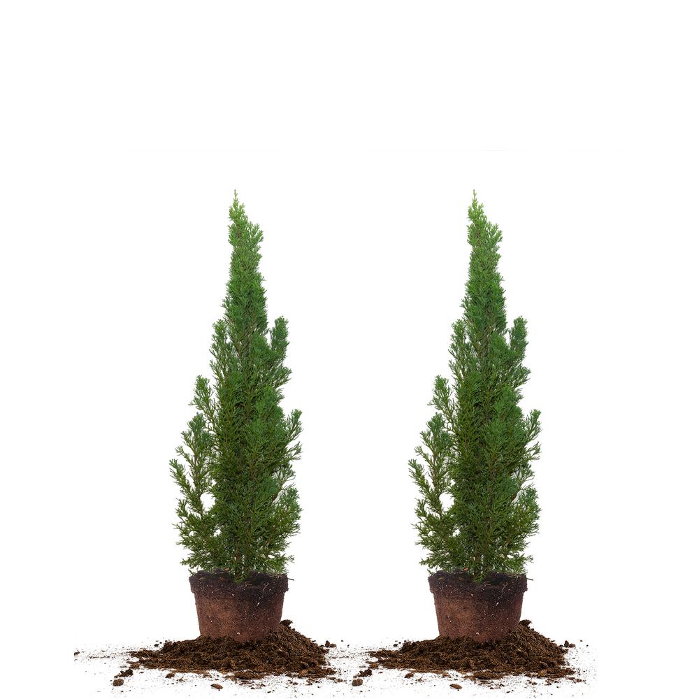 2 ft. 3 ft. Italian Cypress (2Pack)THD00167 The Home Depot
