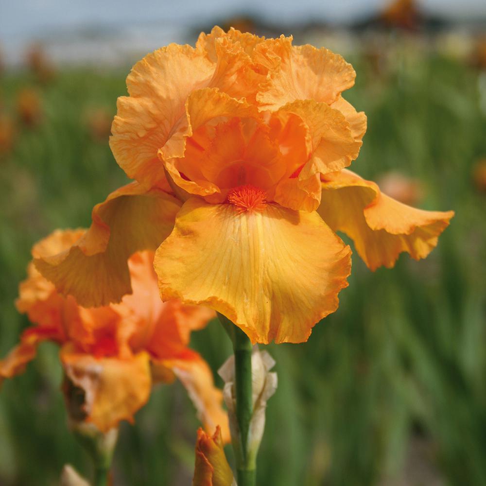 Van Zyverden Bearded Iris Bulbs Firebreather Set Of 3 Roots 21503 Bearded Iris Bulbs Firebreather Set Of 3 Roots