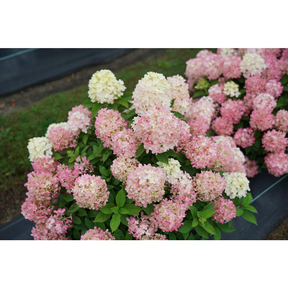 PROVEN WINNERS 4.5 in. Qt. Quick Fire 'Fab' Hydrangea, Live Plant