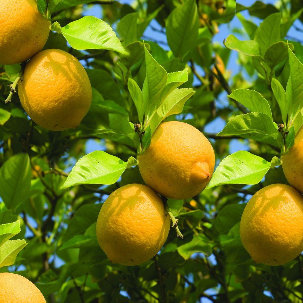 Bloomsz 1.5 Year Old Larger Lemon Tree in Nursery Pot06315 The Home