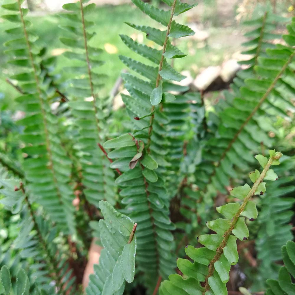 Van Zyverden Green Foliage Woodland Plant Christmas Fern