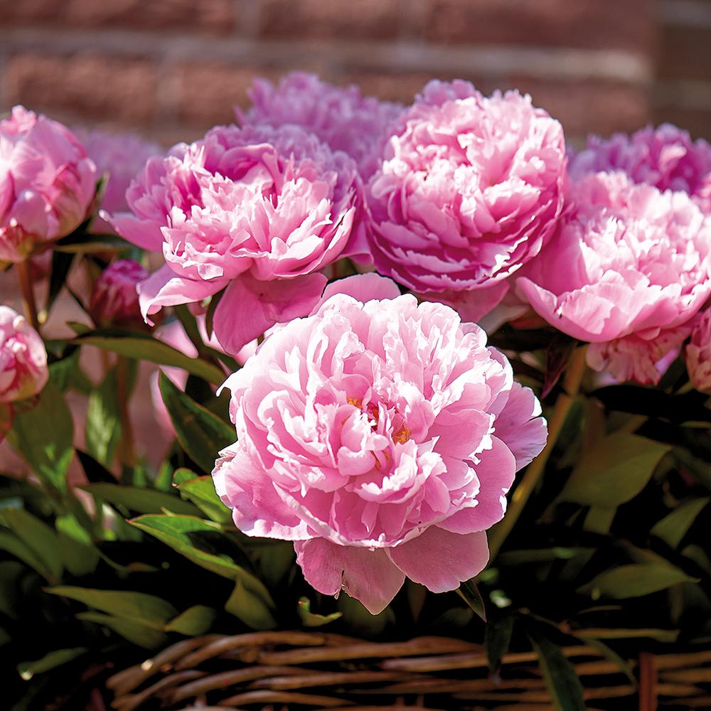 Peony Flower Bulbs Garden Plants & Flowers The Home Depot