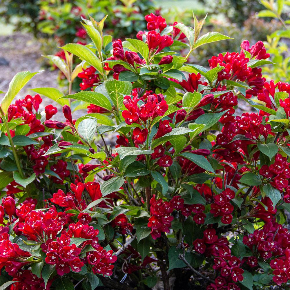Van Zyverden Weigela Maroon Swoon 4 In Potted Rocketliners Set Of 1 Plant 82925 The Home Depot