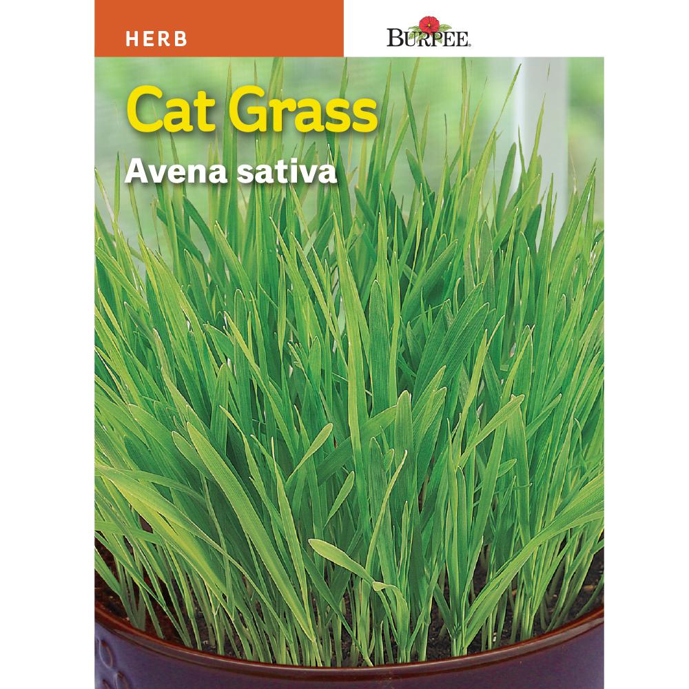 Burpee Herb Cat Grass Seed-66924 - The Home Depot