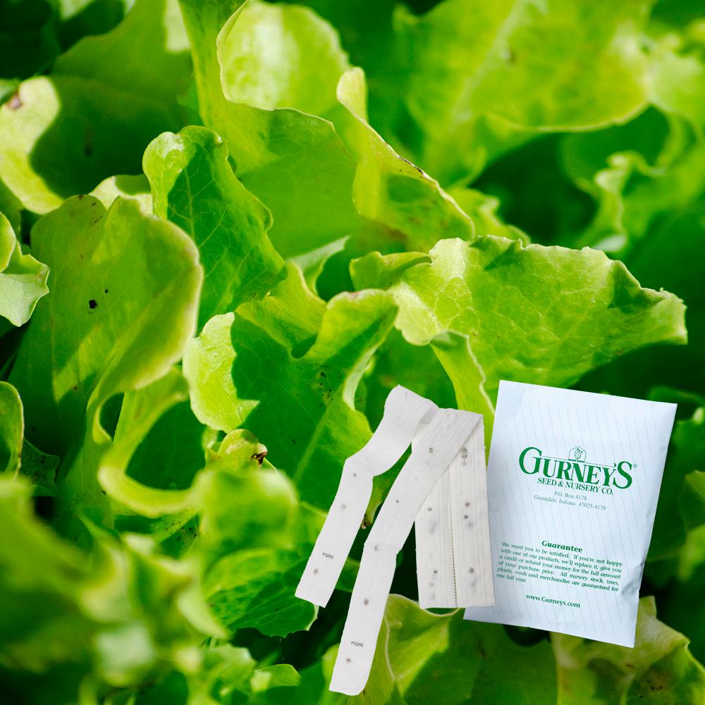 Gurney's Lettuce Leaf Salad Bowl (15 ft. Seed Tape)16673 The Home Depot