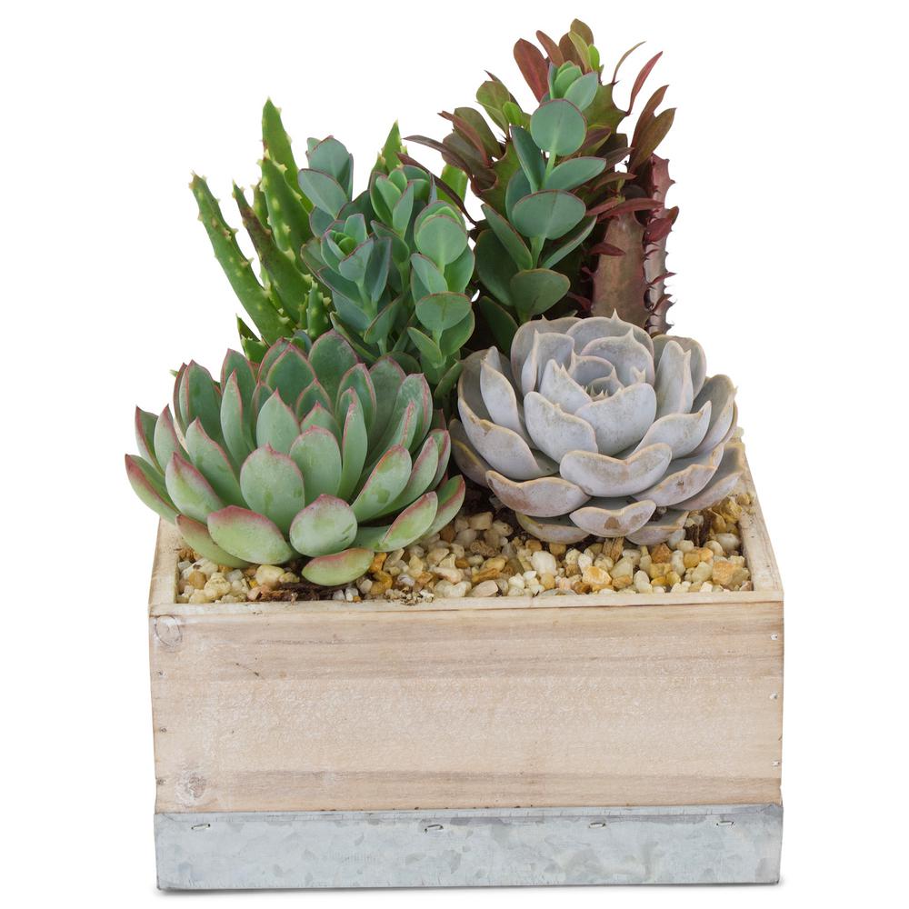 Pure Beauty Farms Succulent in Wood Box Combo Succulent Box (1-Plant ...