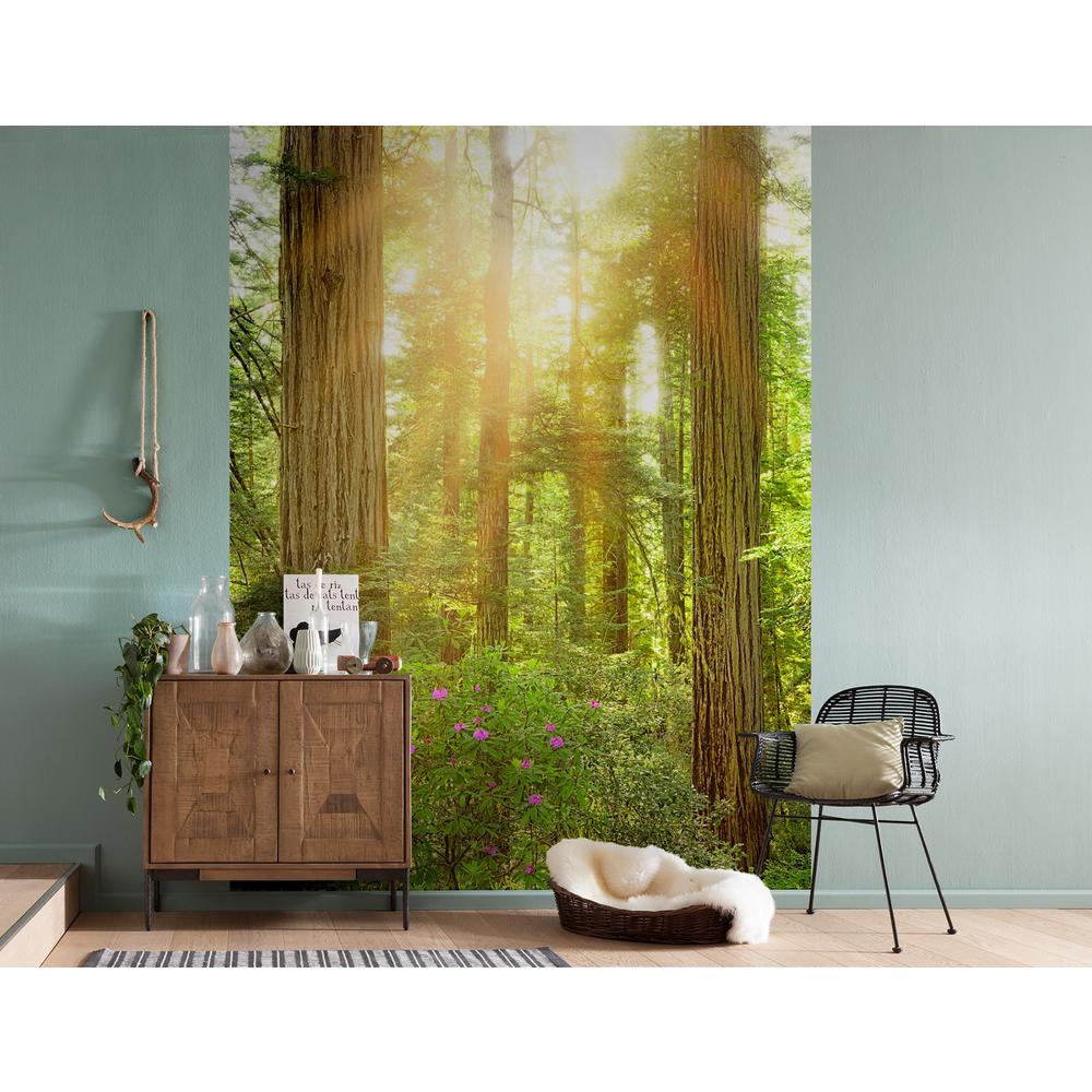 Redwood Wall Mural - Forest Wall Murals Redwood Wall Mural - Forest Wall Murals