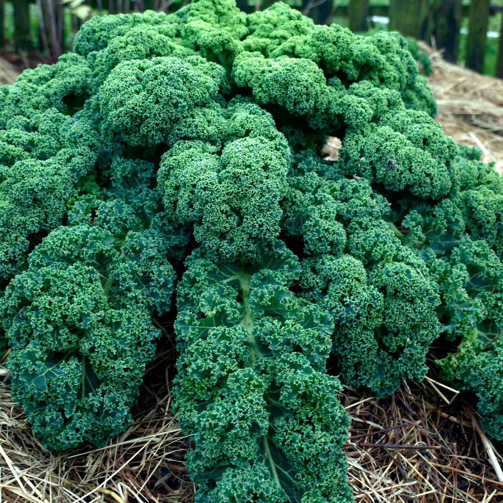 Mountain Valley Seed Company Organic Kale Garden Seeds Vates Blue Scotch Curled 1 Lb Bulk Nongmo Heirloomvegetable Gardening And Micro Greens 42115 The Home Depot