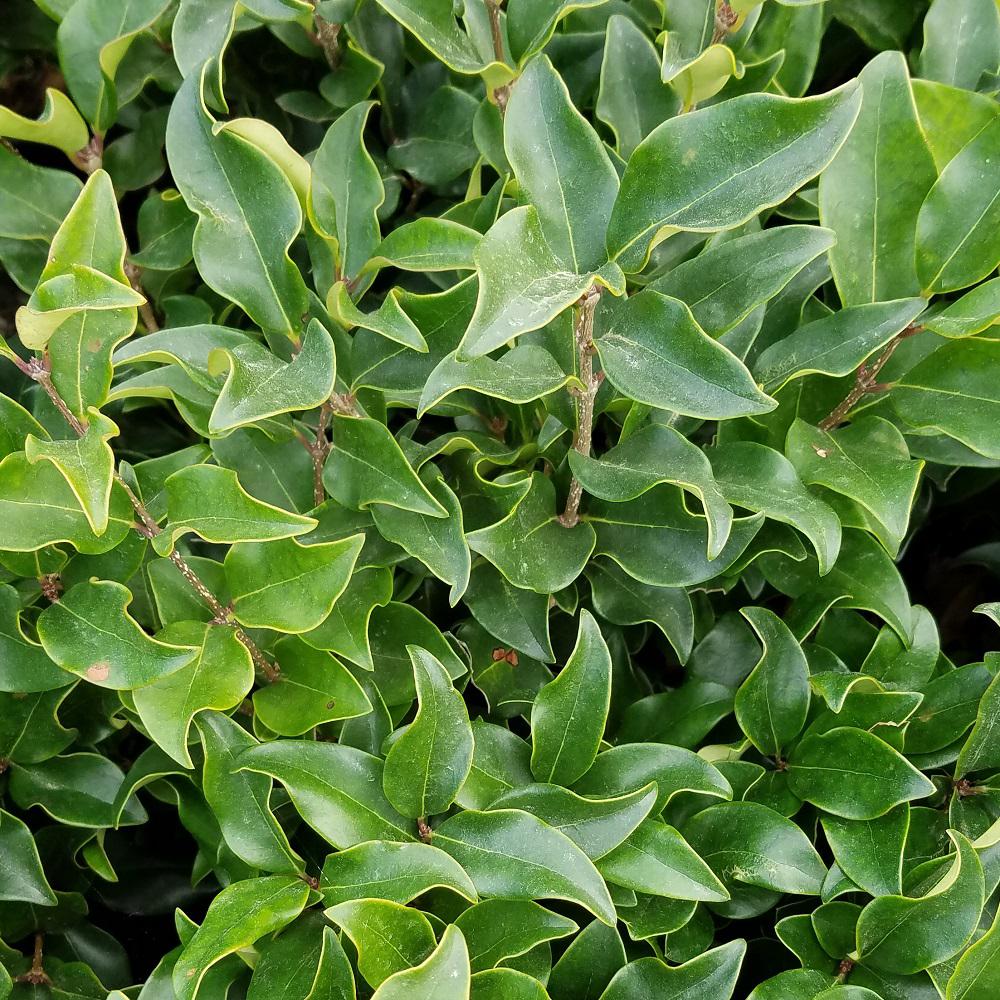 9.25 in. Pot Curly Leaf Ligustrum Recurvifolia