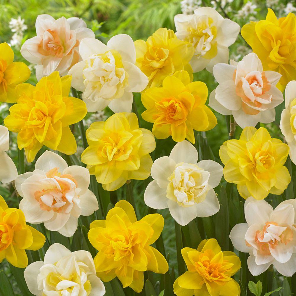 Bloomsz Trumpet Daffodil Mix Flower Bulb (20-Pack)-07565 - The Home Depot