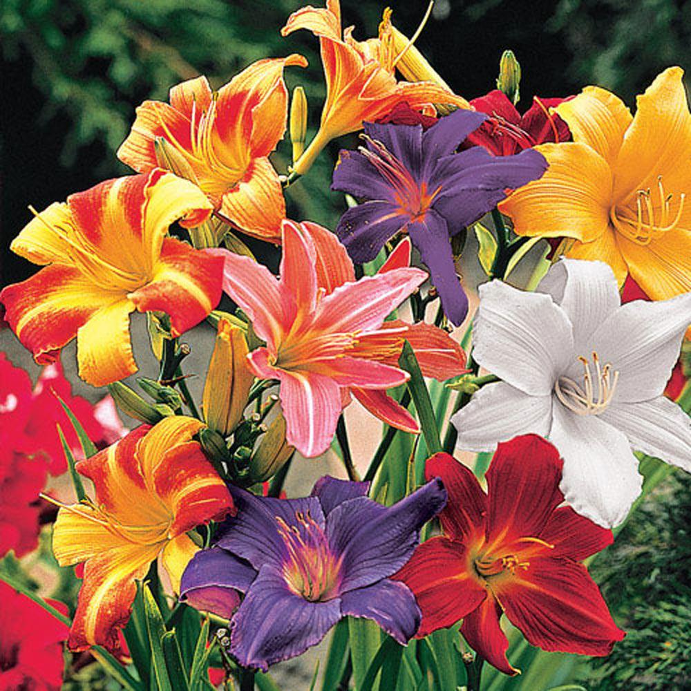 Spring Hill Nurseries Dwarf Daylily Mix 3 Pack 66925 The Home Depot