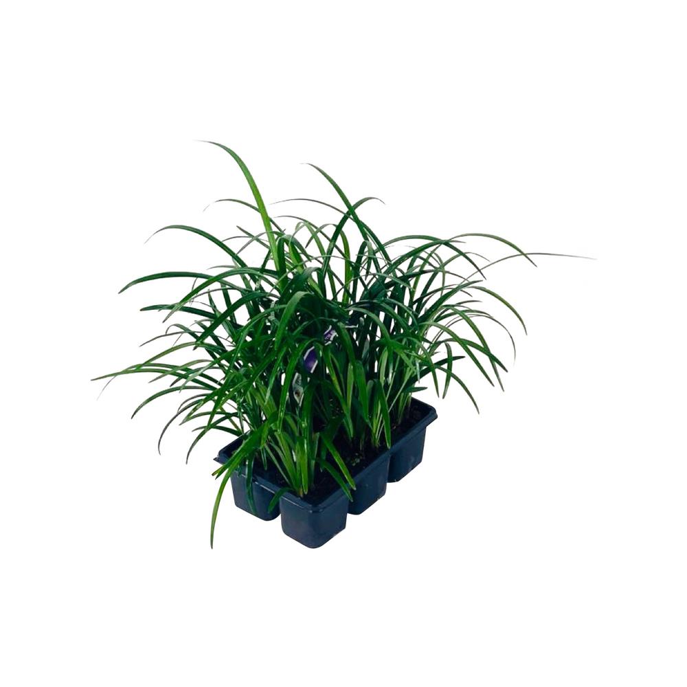 Pure Beauty Farms 2.25 Qt. Liriope Plant Super Blue in 2 ...