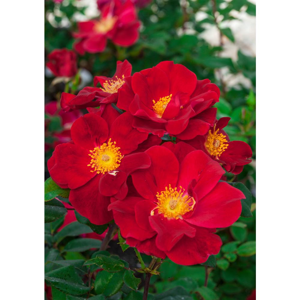 Spring Hill Nurseries 3 In Pot Top Gun Rose Red Flowering Shrub Spring Hill Nurseries 3 In Pot Top Gun Rose Red Flowering Shrub 1