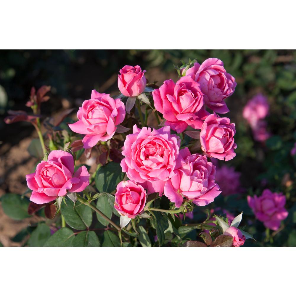 Knock Out Rose 1 Gal The Pink Double Knock Out Rose Bush With Pink Flowers The Home Depot