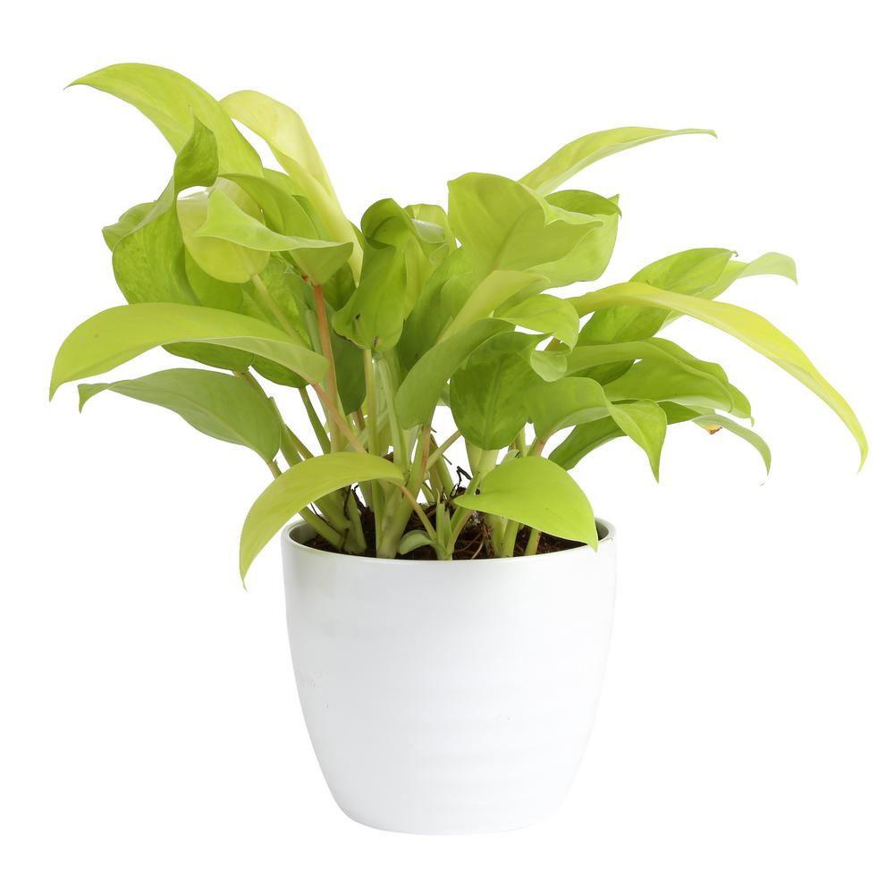 Costa Farms Trending Tropicals Golden Goddess Philodendron Plant in 6 ...