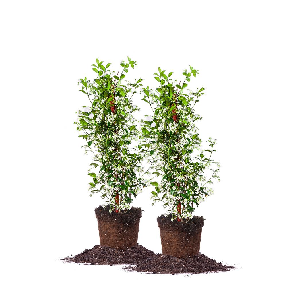 3 Confederate Jasmine Shrub (2Pack)THD00019 The Home