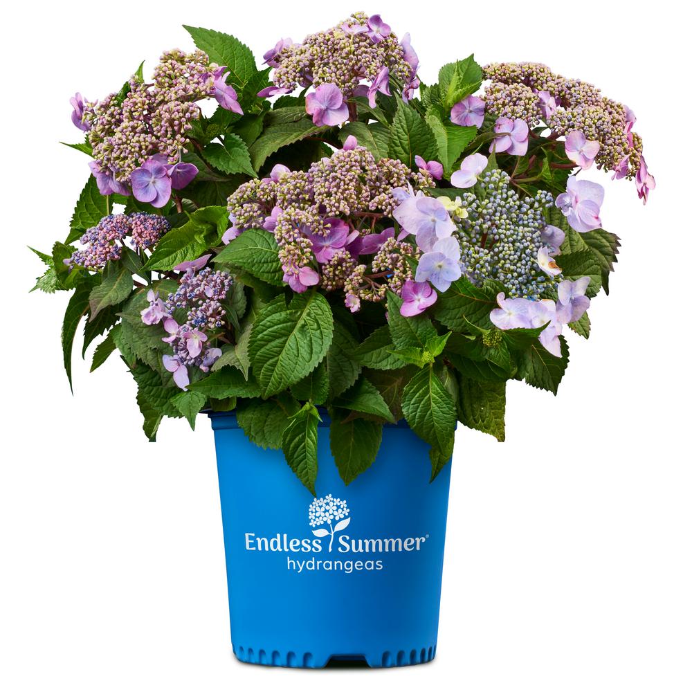 Endless Summer 2 Gal. Twist-n-shout Hydrangea Plant With Pink Or 