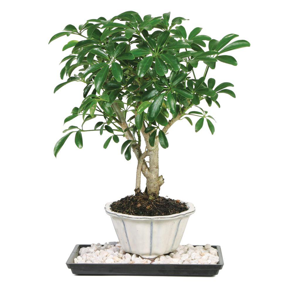 Brussel S Bonsai Dwarf Hawaiian Umbrella Tree Indoor Dt 6019arb Brussel S Bonsai Dwarf Hawaiian Umbrella Tree Indoor Dt 6019arb The Home Depot