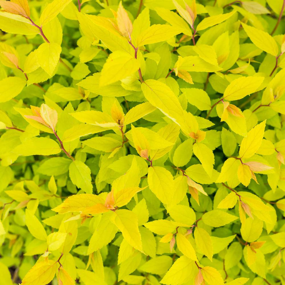 Proven Winners Gold Splash Wintercreeper (Euonymus) Live Evergreen ...