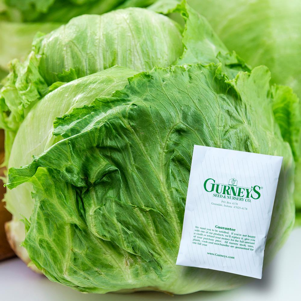 Gurney's Lettuce Head Ithaca (500 Seed Packet)14614 The Home Depot