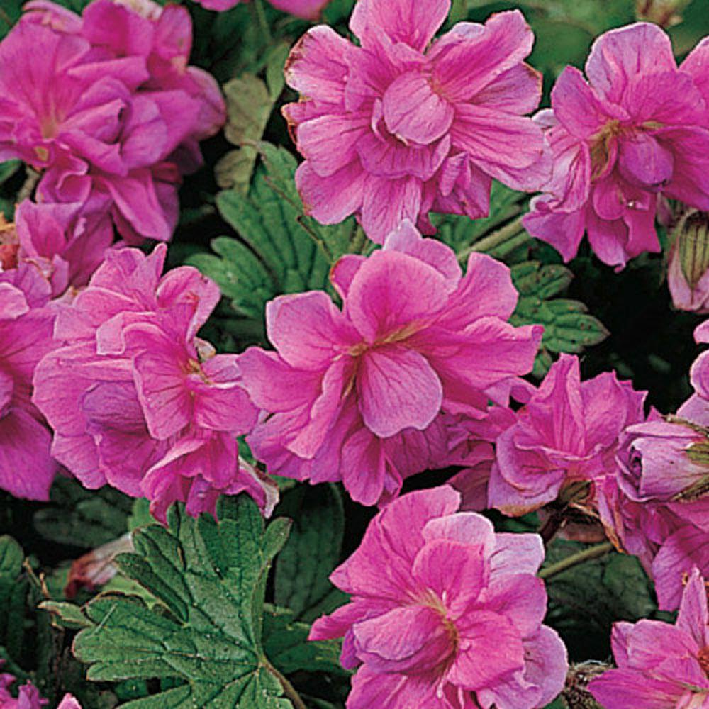 Spring Hill Nurseries Birch S Double Everblooming Geranium Live Birch S Double Everblooming Geranium Live Bareroot Plant Pink Flowering Perennial 3 Pack