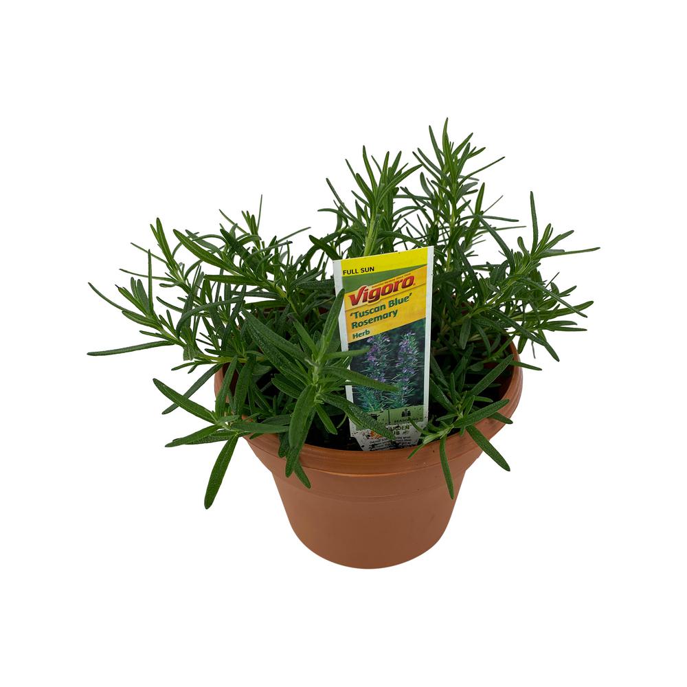 Pure Beauty Farms 6 in. Herb Rosemary Plant (1Plant)DC6HERBROSE The
