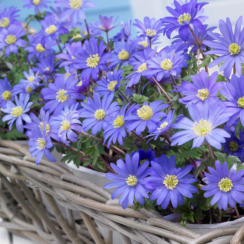 Van Zyverden Wind Flowers Bulbs Anemone Blue Shades (Set