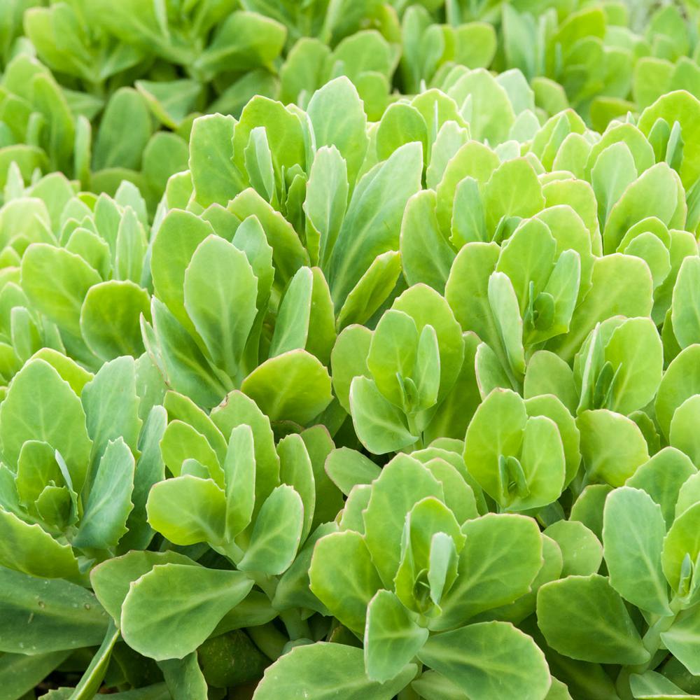 Spring Hill Nurseries 2 5 Qt Neon Sedum Live Perennial Plant Pink Spring Hill Nurseries 2 5 Qt Neon Sedum Live Perennial Plant Pink Flowers With