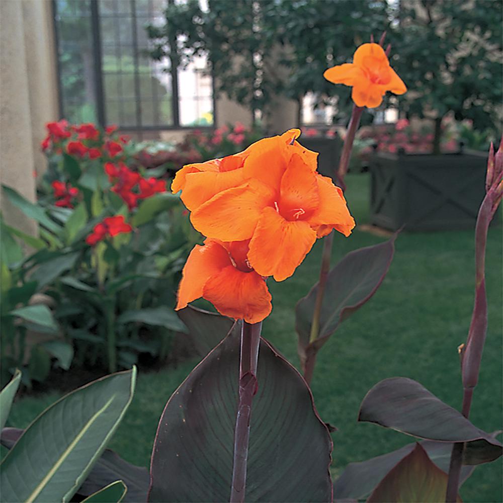 2.5 Qt. Cannova Bronze Orange Canna Lily Plant-81796 - The Home Depot