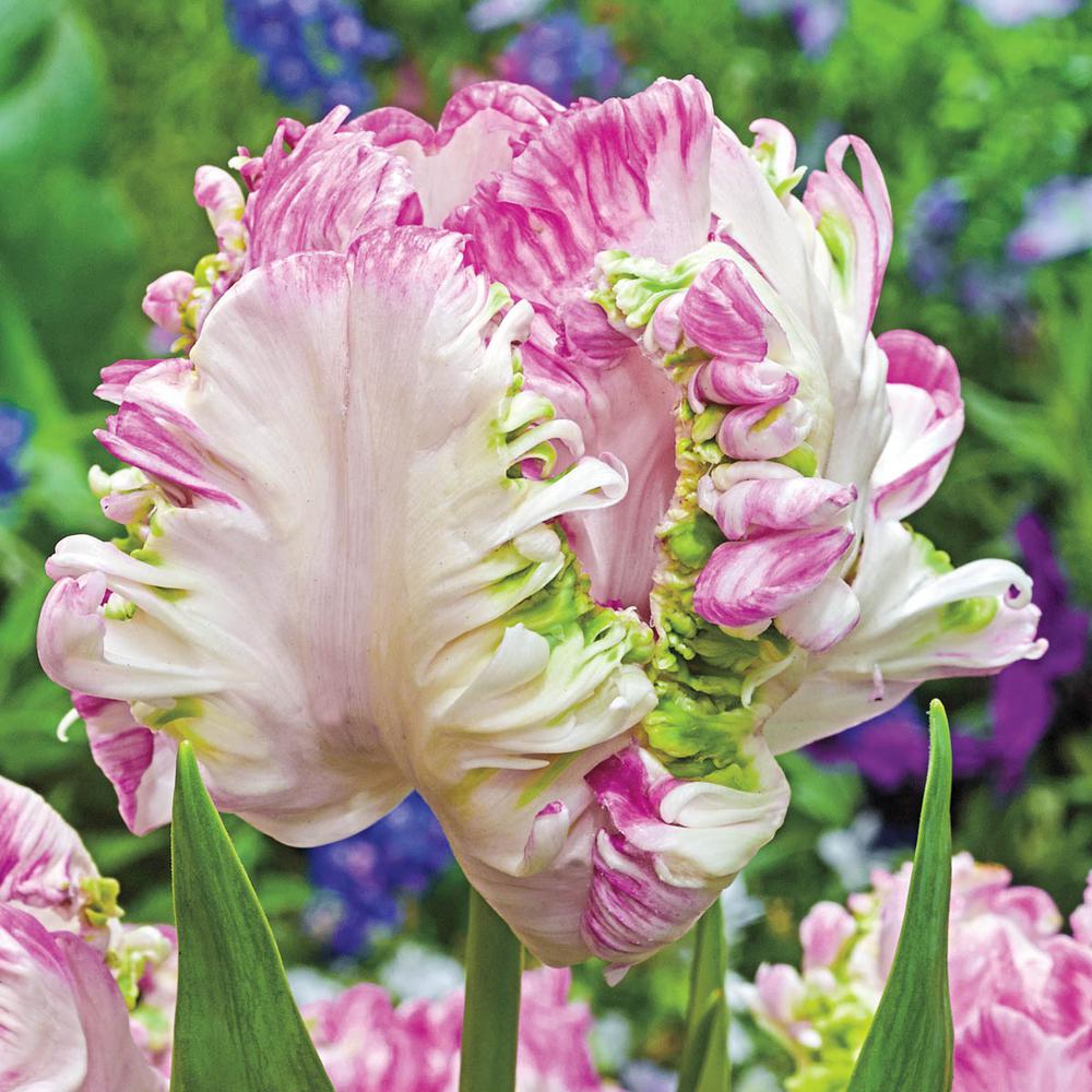 van bourgondien weber's parrot tulip bulbs (25-pack)