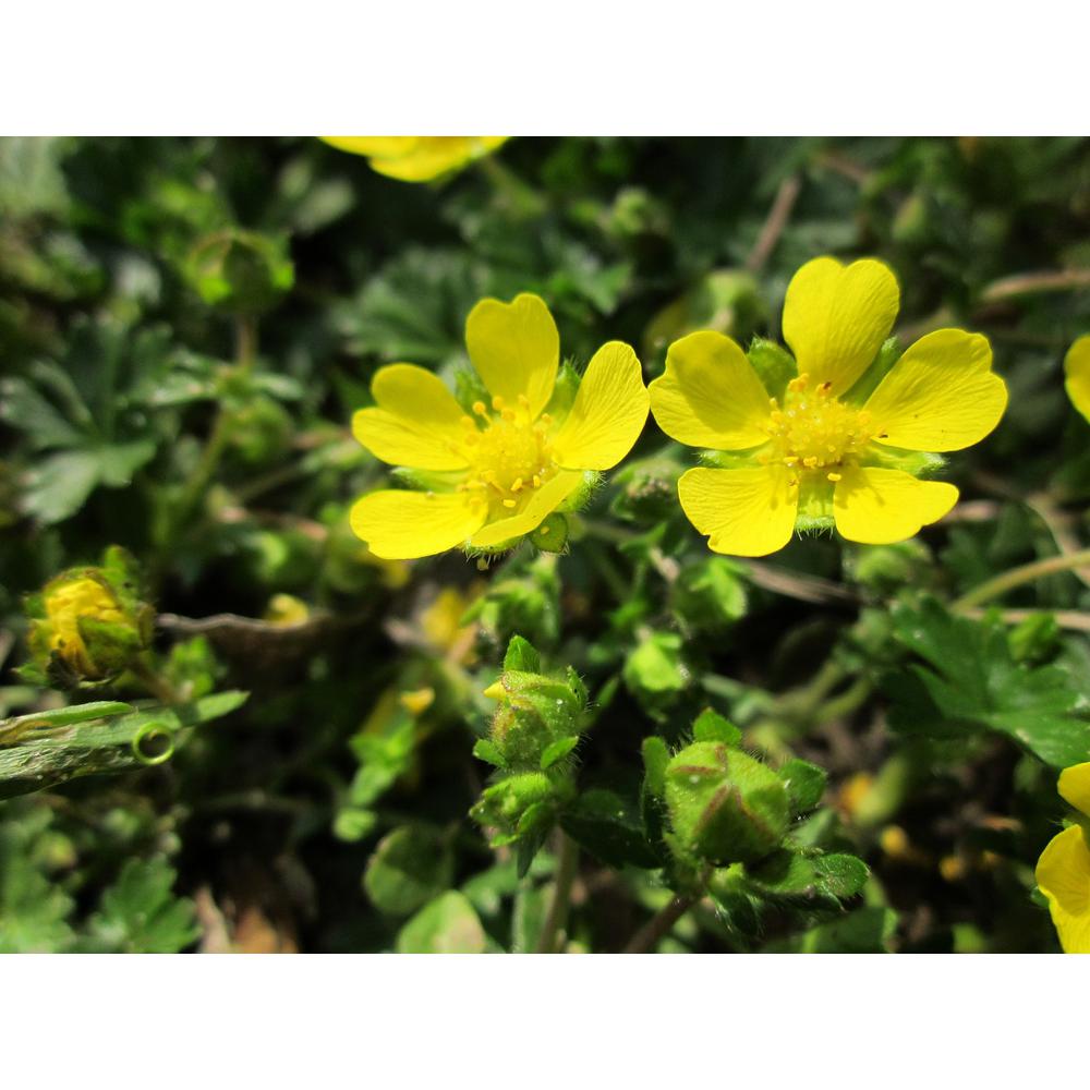 Online Orchards 1 Gal Gold Drop Potentilla Shrub Beautiful Dwarf Shrub Lights Up With Profuse Golden Blossoms Sbpt001 The Home Depot