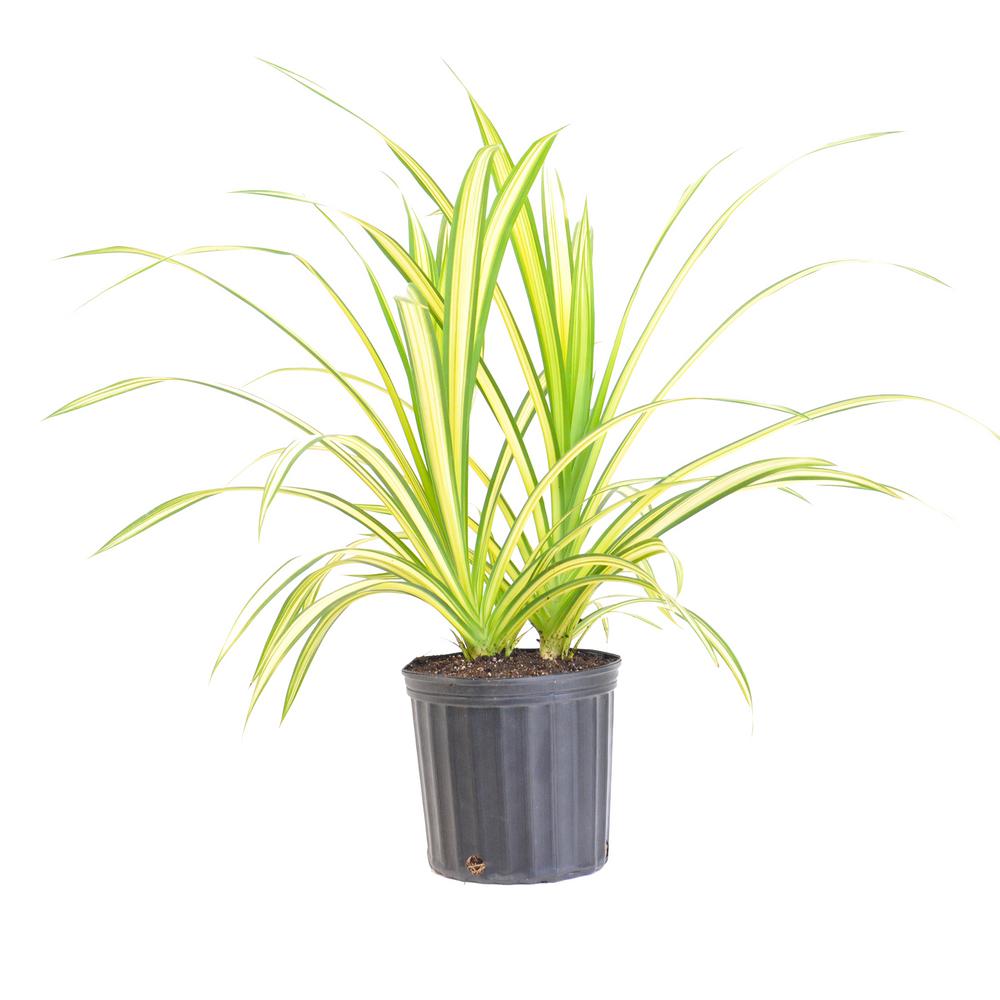 26 in. to 32 in. Tall United Nursery Gold Striped