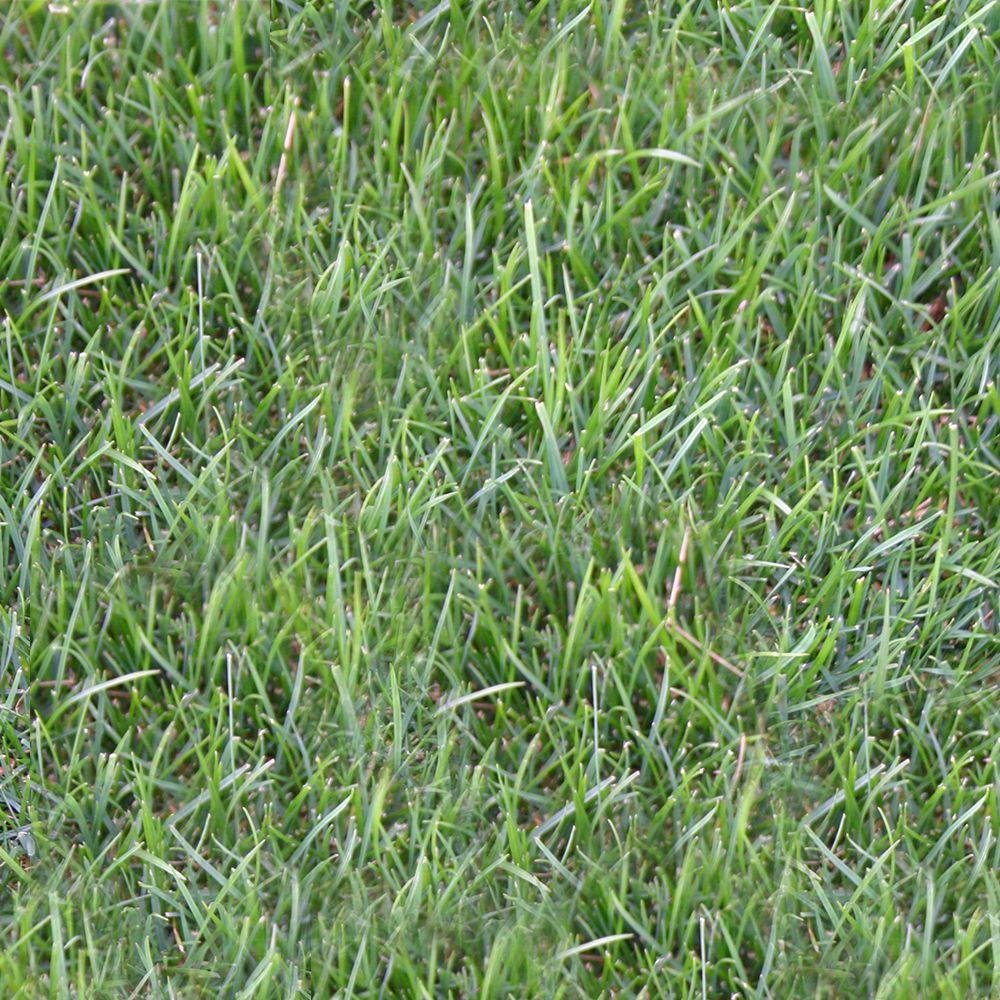 Harmony 500 sq. ft. Perennial Ryegrass Sod (1-Pallet ... 4 way switch home depot 