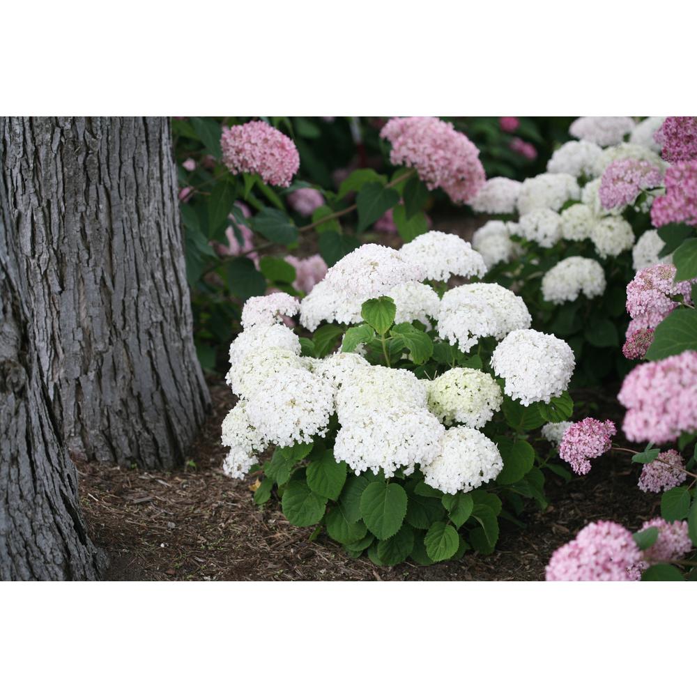 Proven Winners Invincibelle Wee White Smooth Hydrangea Live Shrub Invincibelle Wee White Smooth Hydrangea Live Shrub Flowers 1 Gal