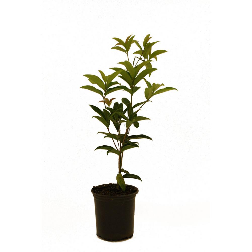Flowering Jasmine Tree Trees Bushes Garden Center The Home Tea Olive