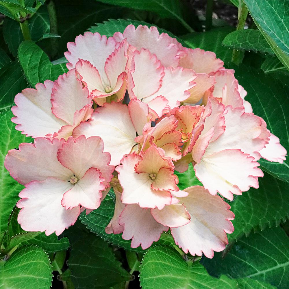 Spring Hill Nurseries 4 In Pot Forever Ever Vintage Blush Spring Hill Nurseries 4 In Pot Forever Ever Vintage Blush Hydrangea Live Deciduous