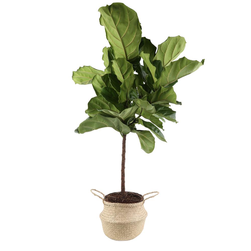 Indoor Plants Garden Flowers The Home Depot Ficus Lyrata Fiddle Leaf Fig Standard Tree Floor Plant In 9 25 Grower Pot