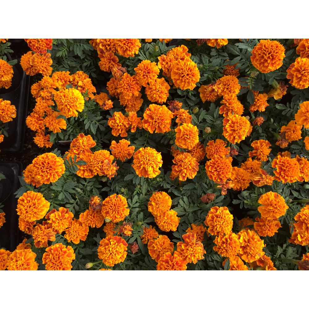 Costa Farms 1 Pt. Orange Marigold Plant in Grower's Pot (12-Pack ...