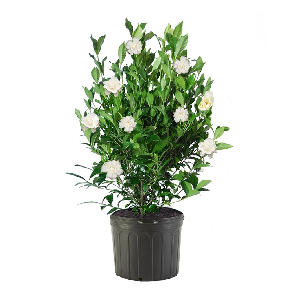 225 Gal August Beauty Gardenia Shrub With Double White Flowers 14123