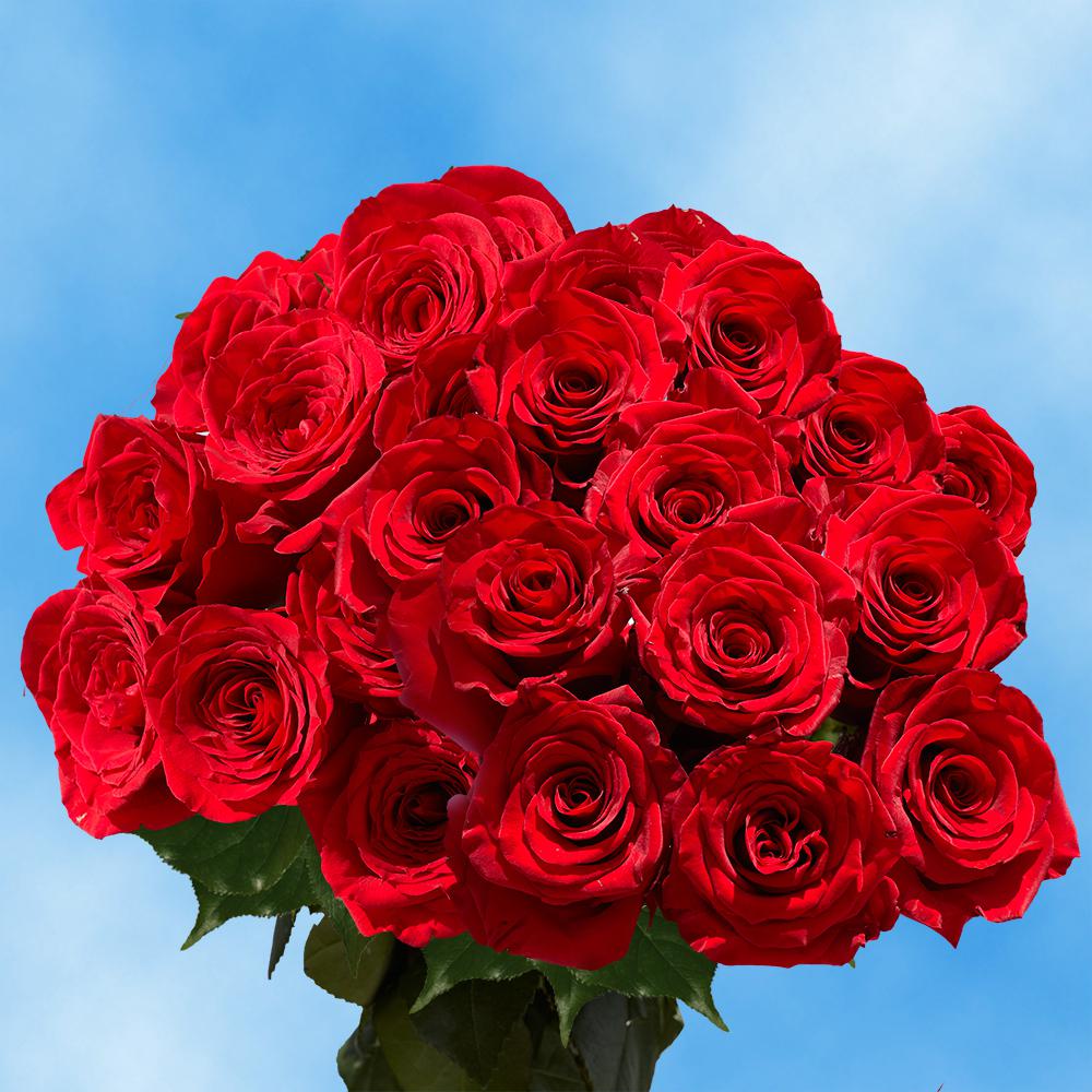 globalrose-fresh-red-color-roses-100-stems-100-red-roses-md-the