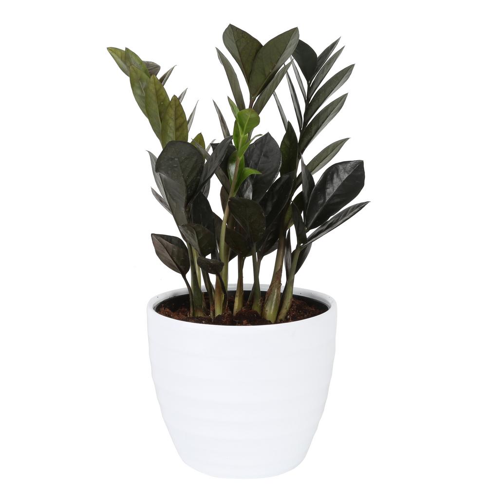 Costa Farms Trending Tropicals Raven Zz Plant In 6 In Ceramic Pot Co Zzb6sc 3 Tr The Home Depot