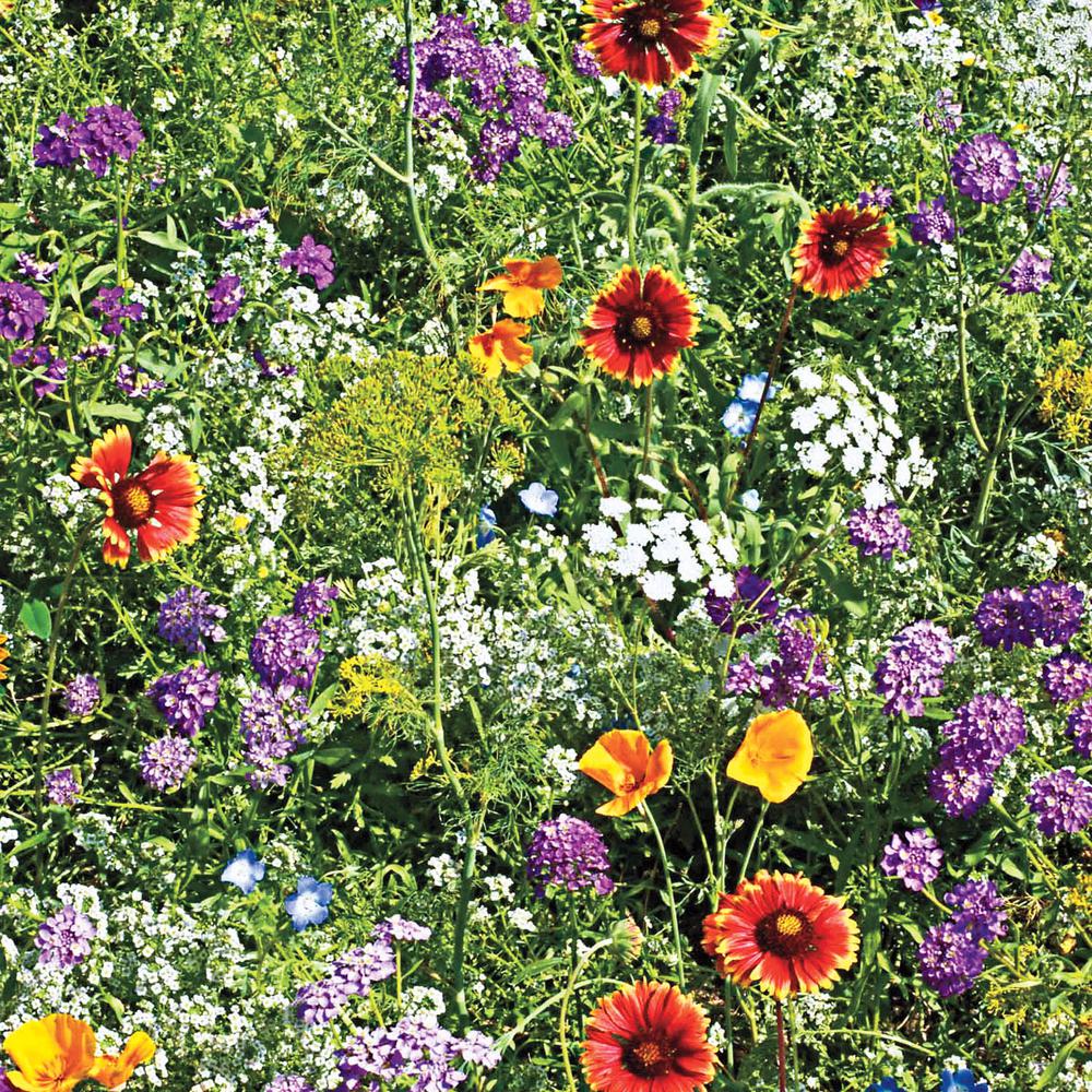 Gurney's Beneficial Bug Wildflower Seed Mixture (0.25 lb. Seed Packet)80671 The Home Depot