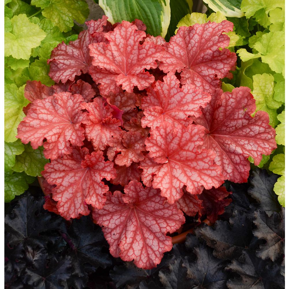 coral bells flower